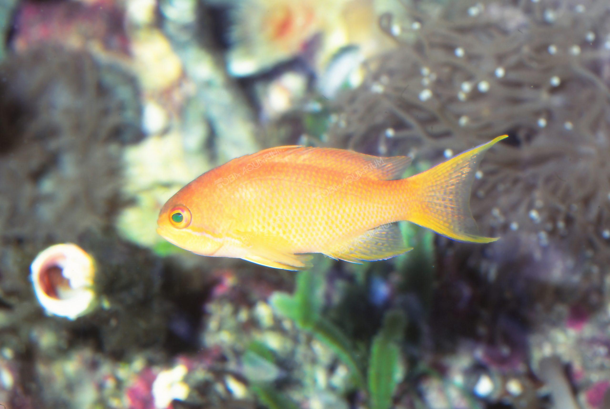 キンギョハナダイ - 生きもの図鑑 鳥羽水族館